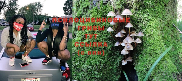 PSILOCYBIN Навашино